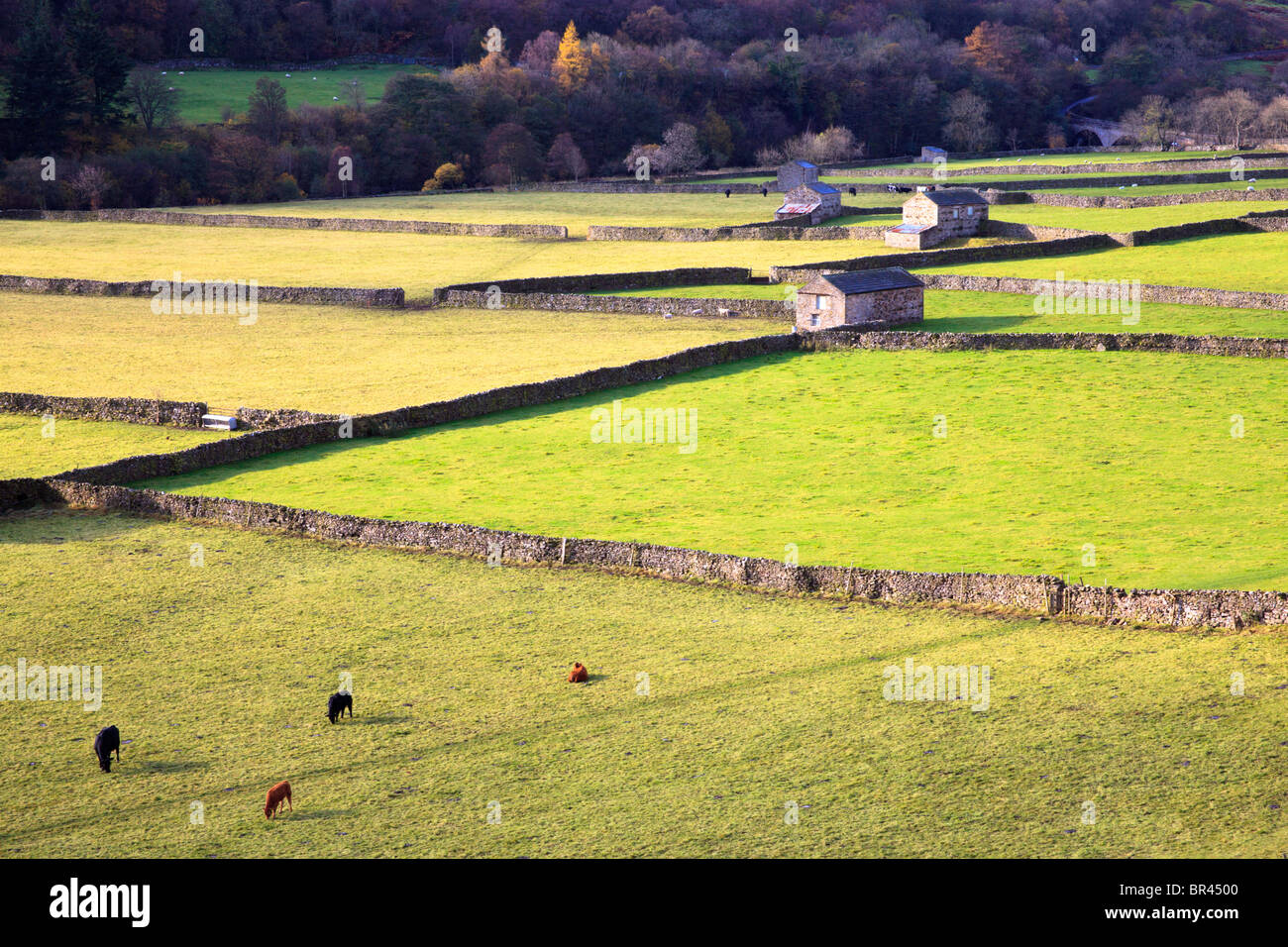 Scène typique de champs dans Swaledale Yorkshire Banque D'Images