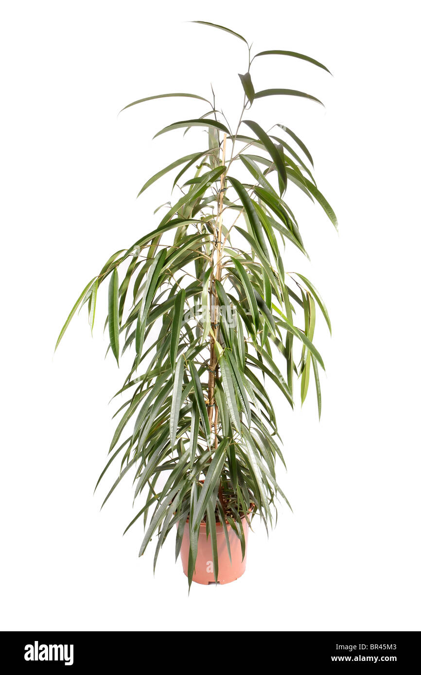 Ficus isolé Banque D'Images