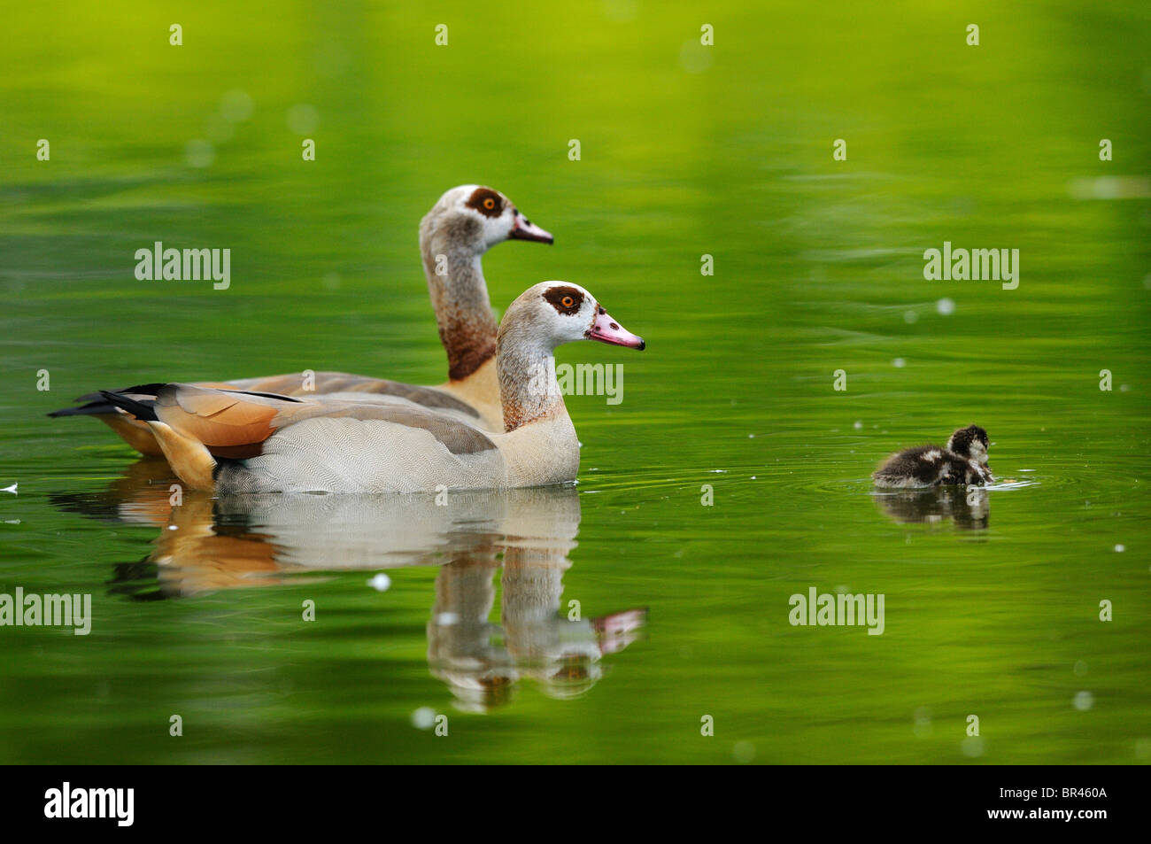 Trois Oies égyptiennes (Alopochen aegyptiacus) sur l'eau Banque D'Images