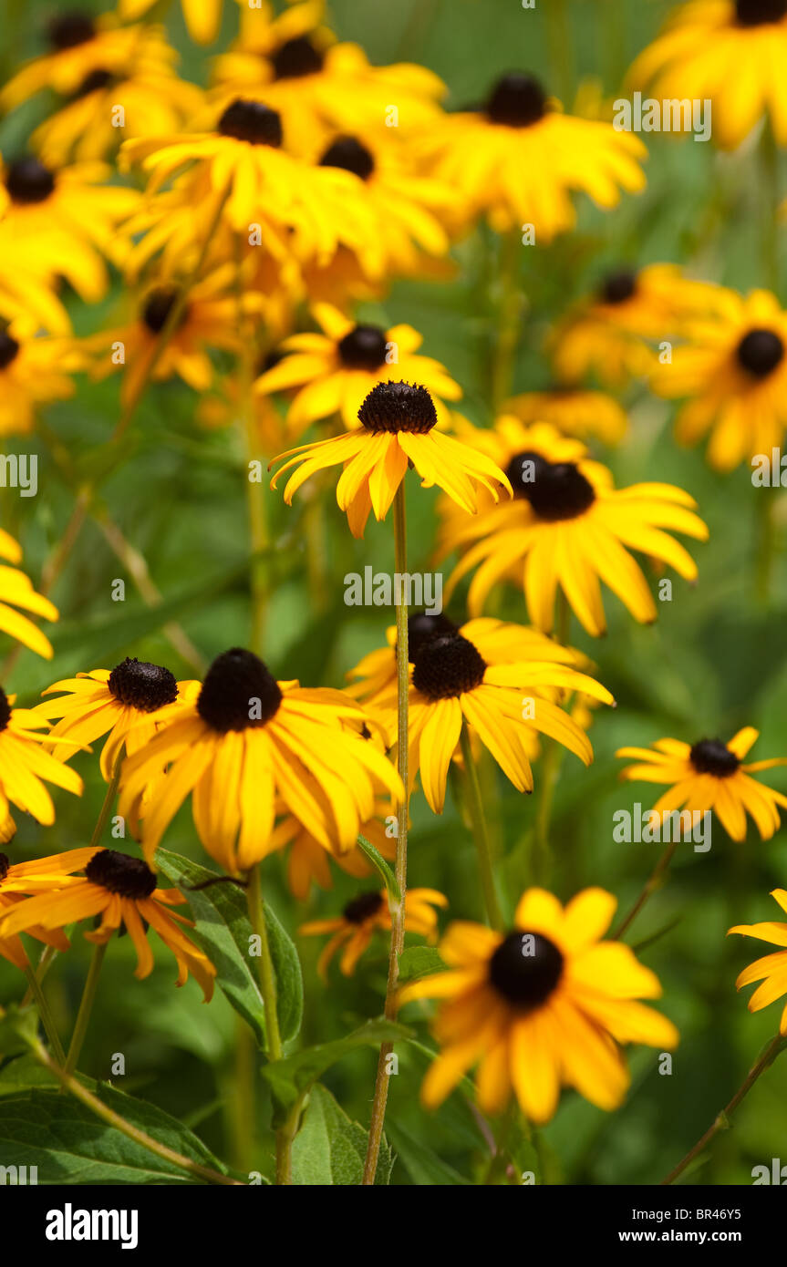 Susans Black-Eyed Rudbeckia hirta Banque D'Images