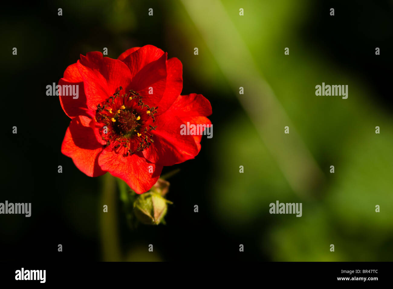 Geum chiloense 'Mrs Bradshaw', benoîte rouge Banque D'Images