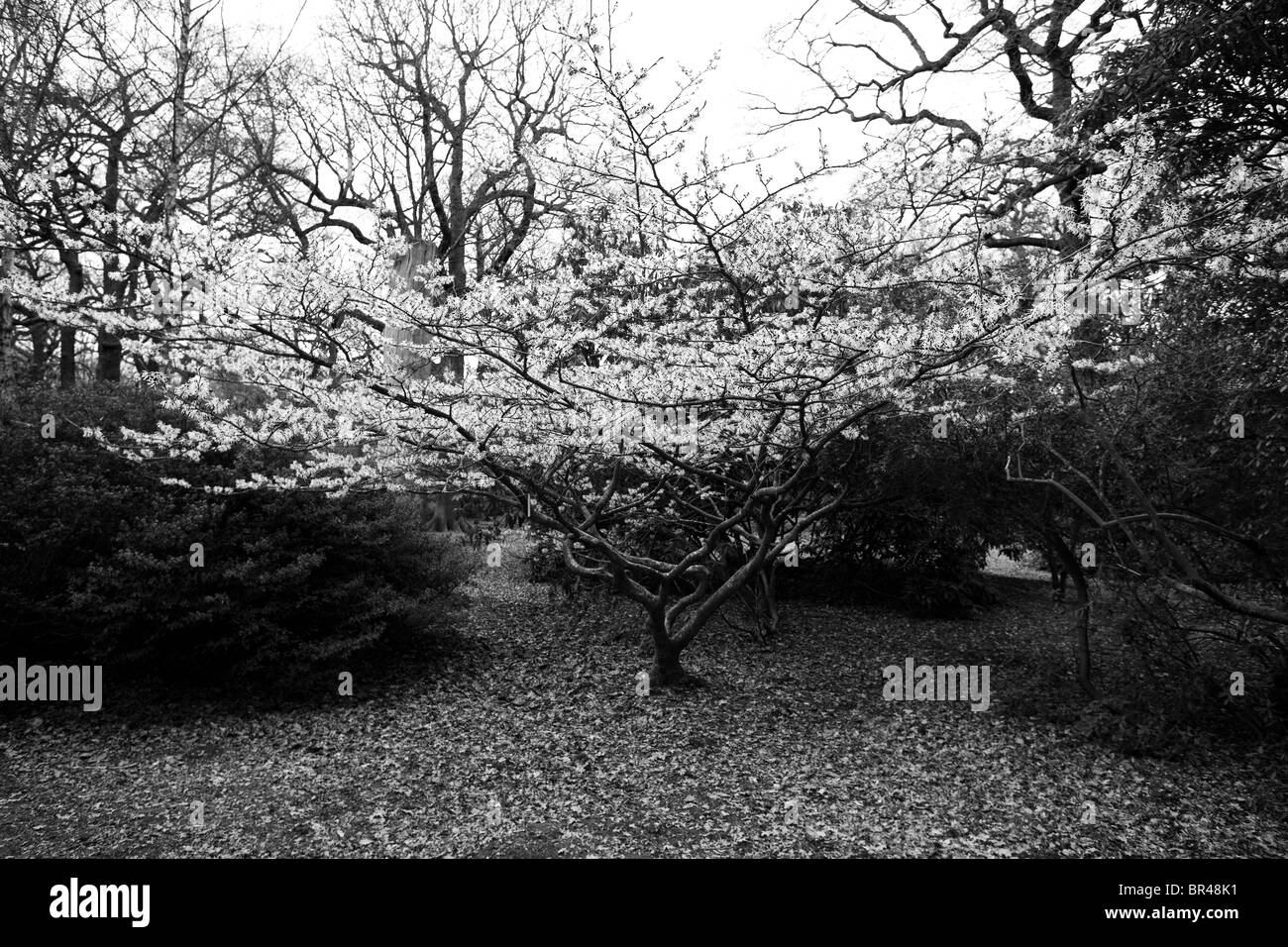 Le noir et blanc l'Hamamélis Arbre dans Richmond Park Banque D'Images