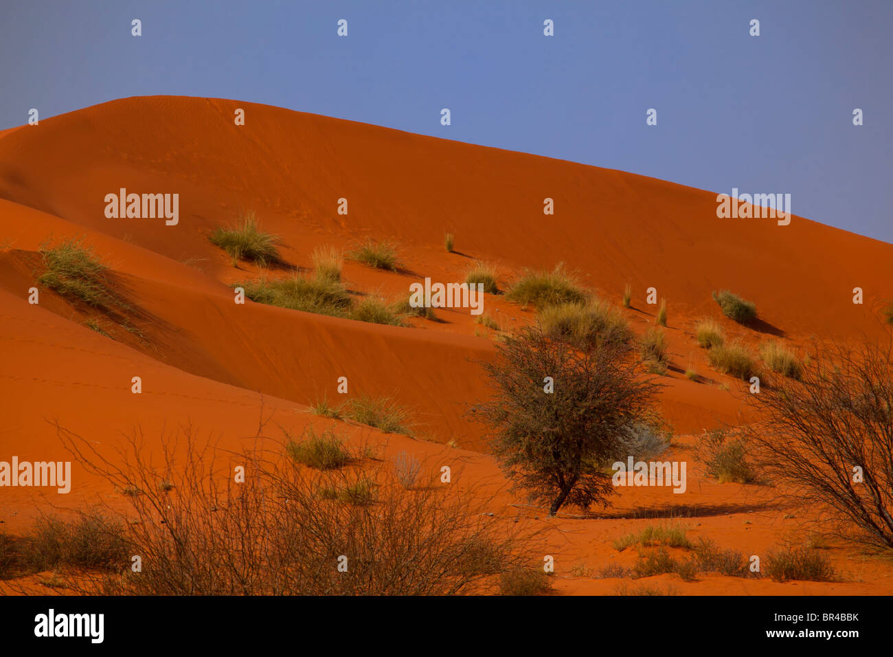 Dunes rouges dans Transfontier Kgalagadi Park, Afrique du Sud Banque D'Images