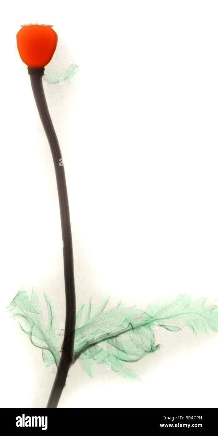 Color-enhanced radiographie d'une fleur de pavot, colorisées, radiographie d'un coquelicot Banque D'Images