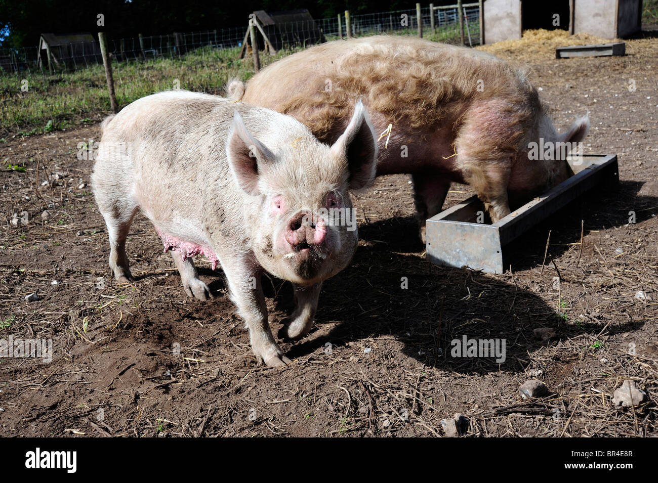 Plus Moche Banque D Image Et Photos Alamy