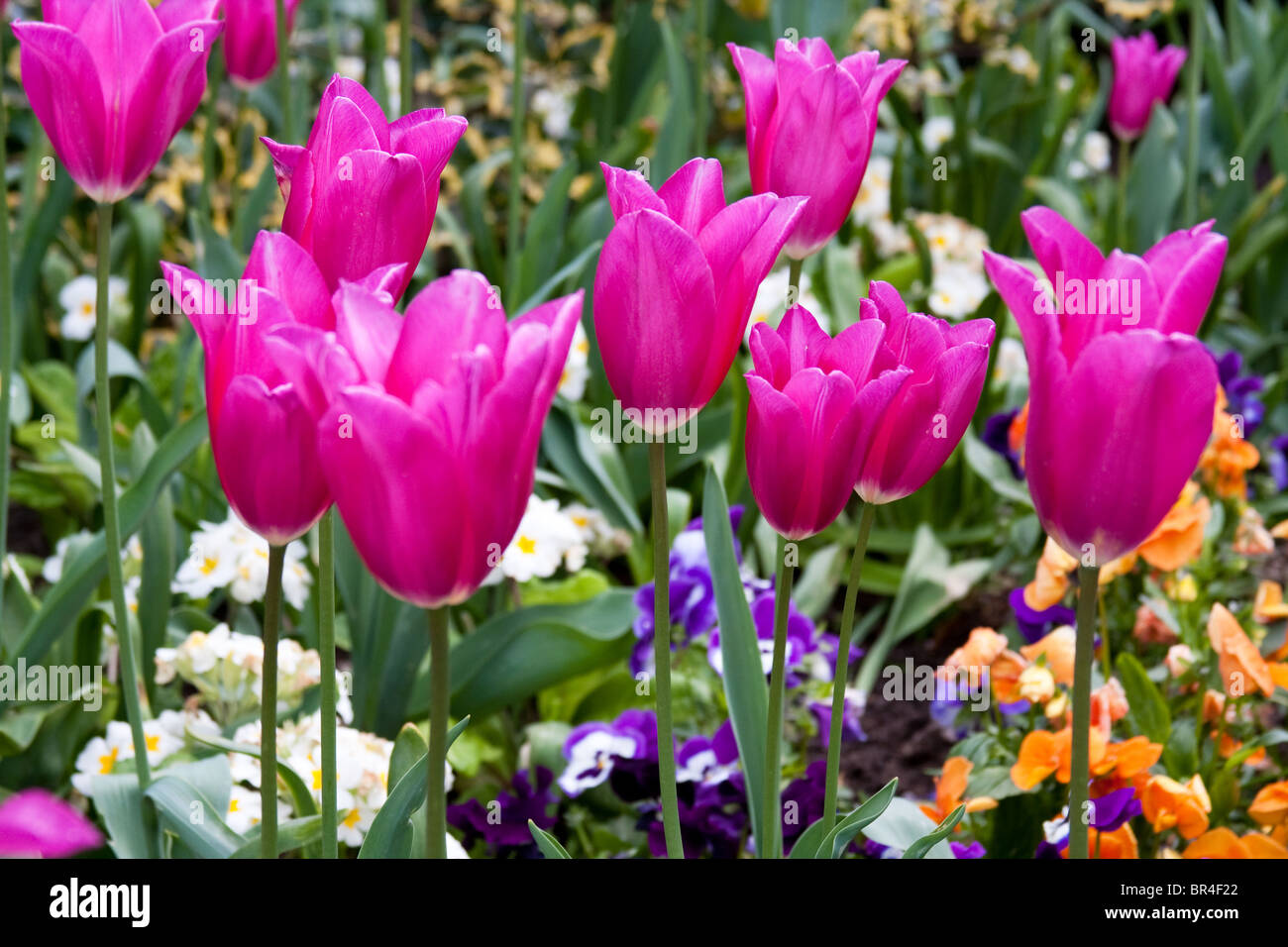 Tulipes roses Banque D'Images