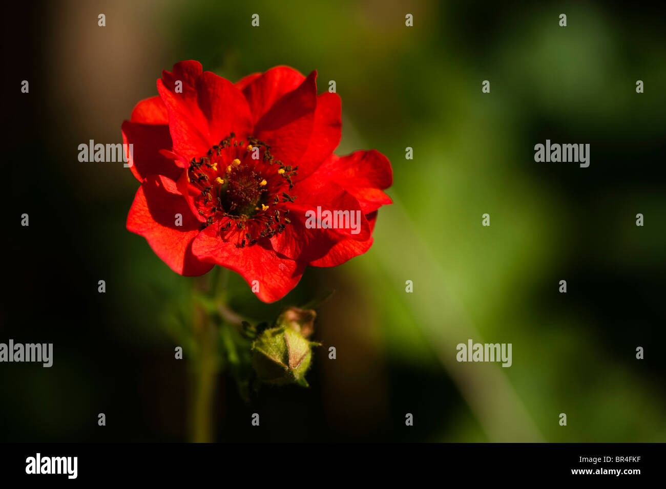 Geum chiloense 'Mrs Bradshaw', benoîte rouge Banque D'Images