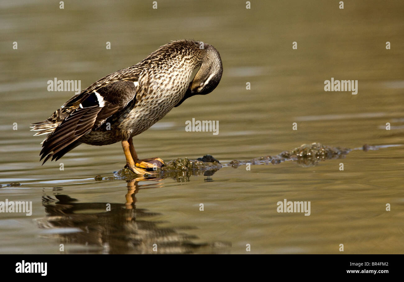 Lissage de canard en hiver au cours d'une piste du 1D MKII Banque D'Images