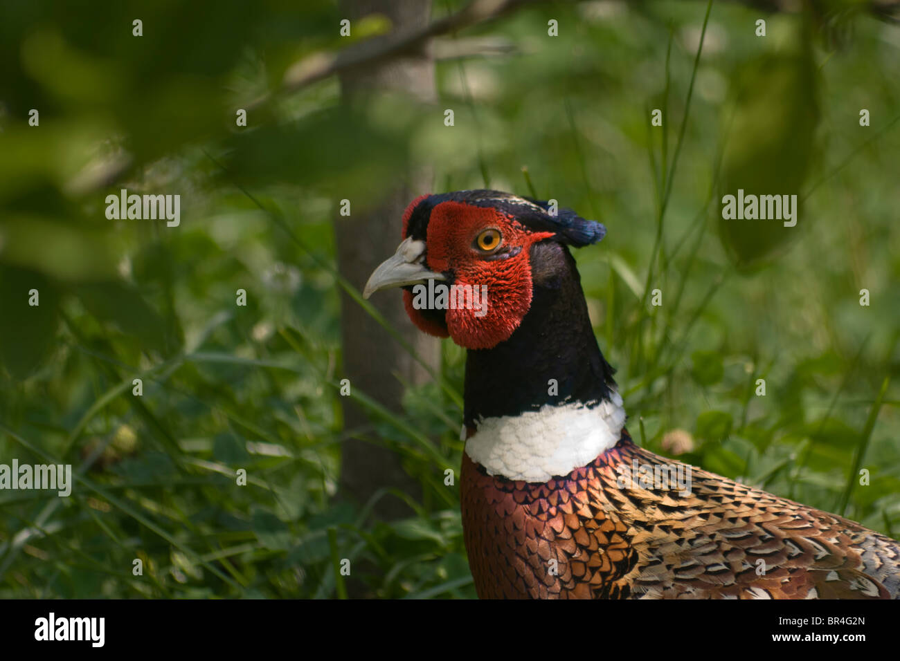Le faisan Banque D'Images