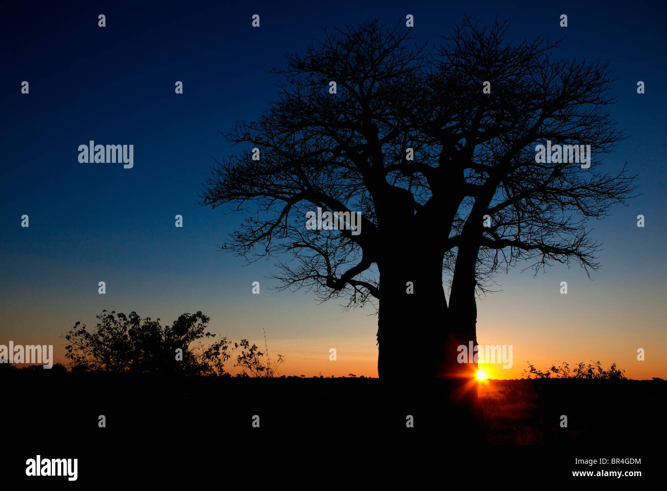 Coucher de baobab, Savuti, Chobe National Park, Botswana Banque D'Images