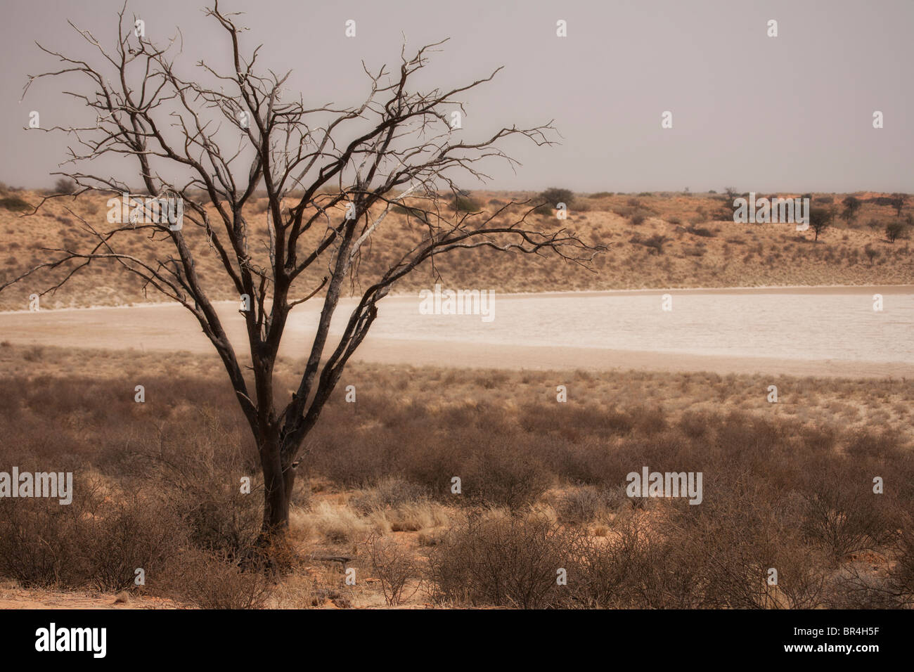 Bitterpan, Transfontier Kgalagadi Park, Afrique du Sud Banque D'Images