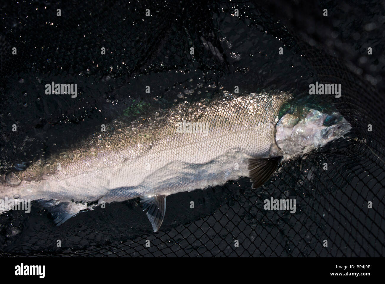 Grand live sport sauvage argenté lumineux capturé à la traîne du saumon coho dans net de débarquement du poisson avant la libération de la côte ouest du Pacifique de la Colombie-Britannique d'Ucluelet Banque D'Images