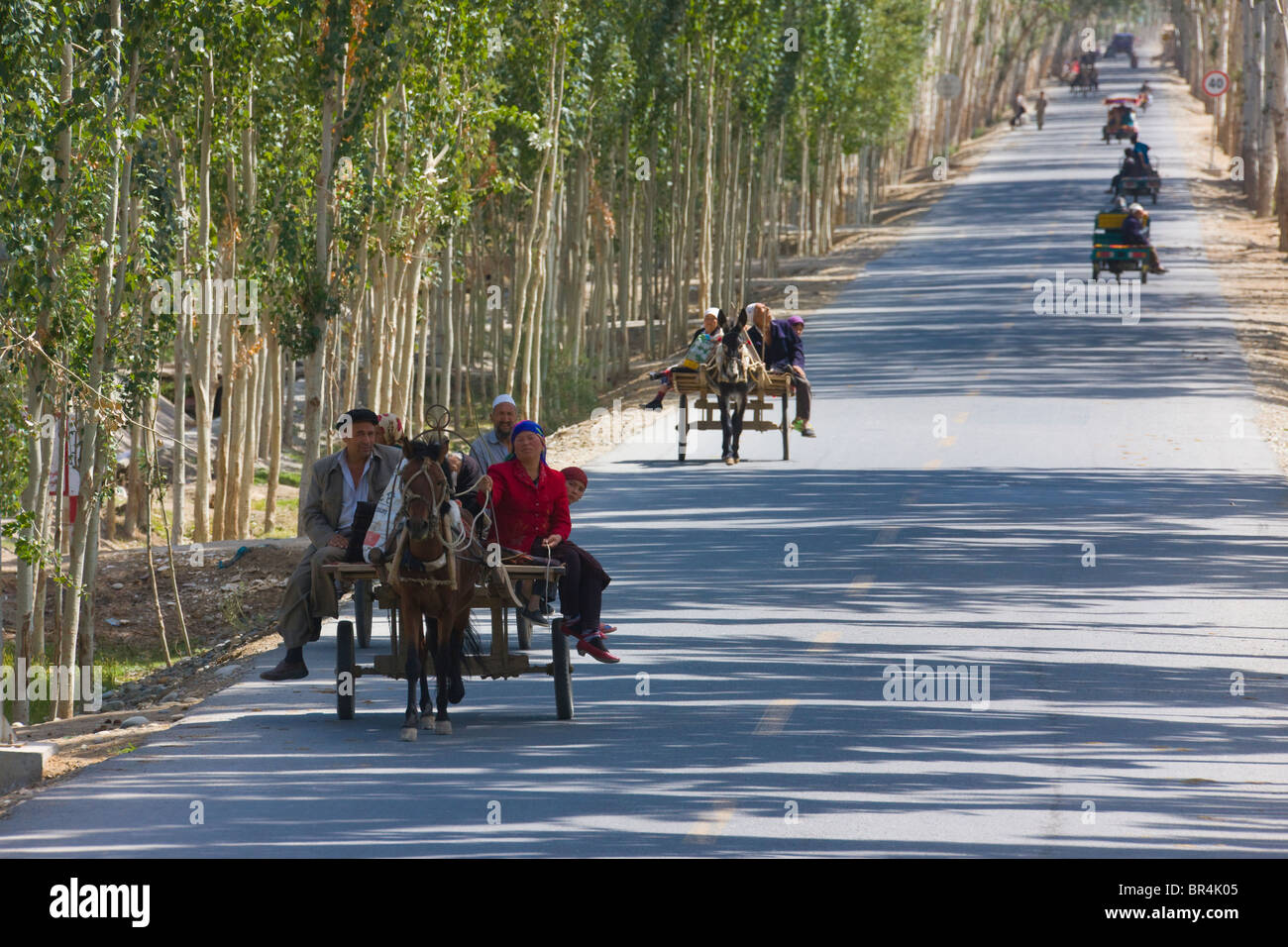 Charrette à âne sur la route bordée de peupliers, Hotan, Xinjiang, Chine Banque D'Images