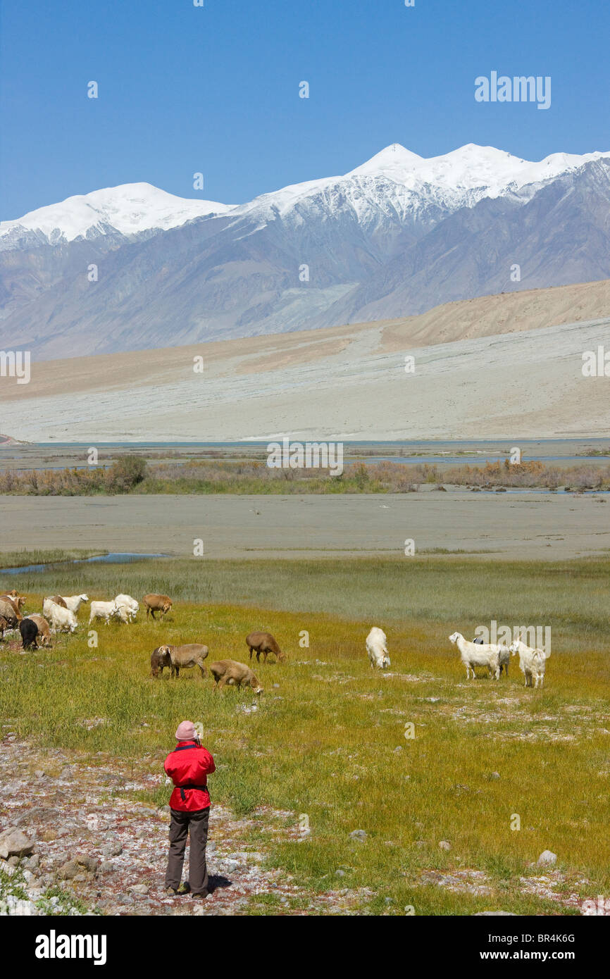 Touristiques de l'ouest photographier les moutons et yacks dans les prés, du plateau de Pamir, Xinjiang, Chine Banque D'Images