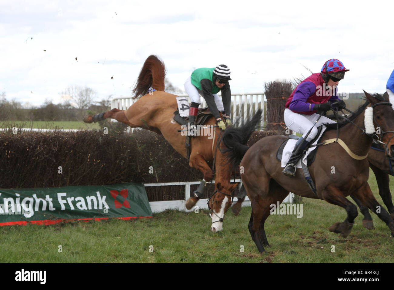 Horse and jockey maladroitement d'atterrissage après un saut dans une course de point à point Banque D'Images