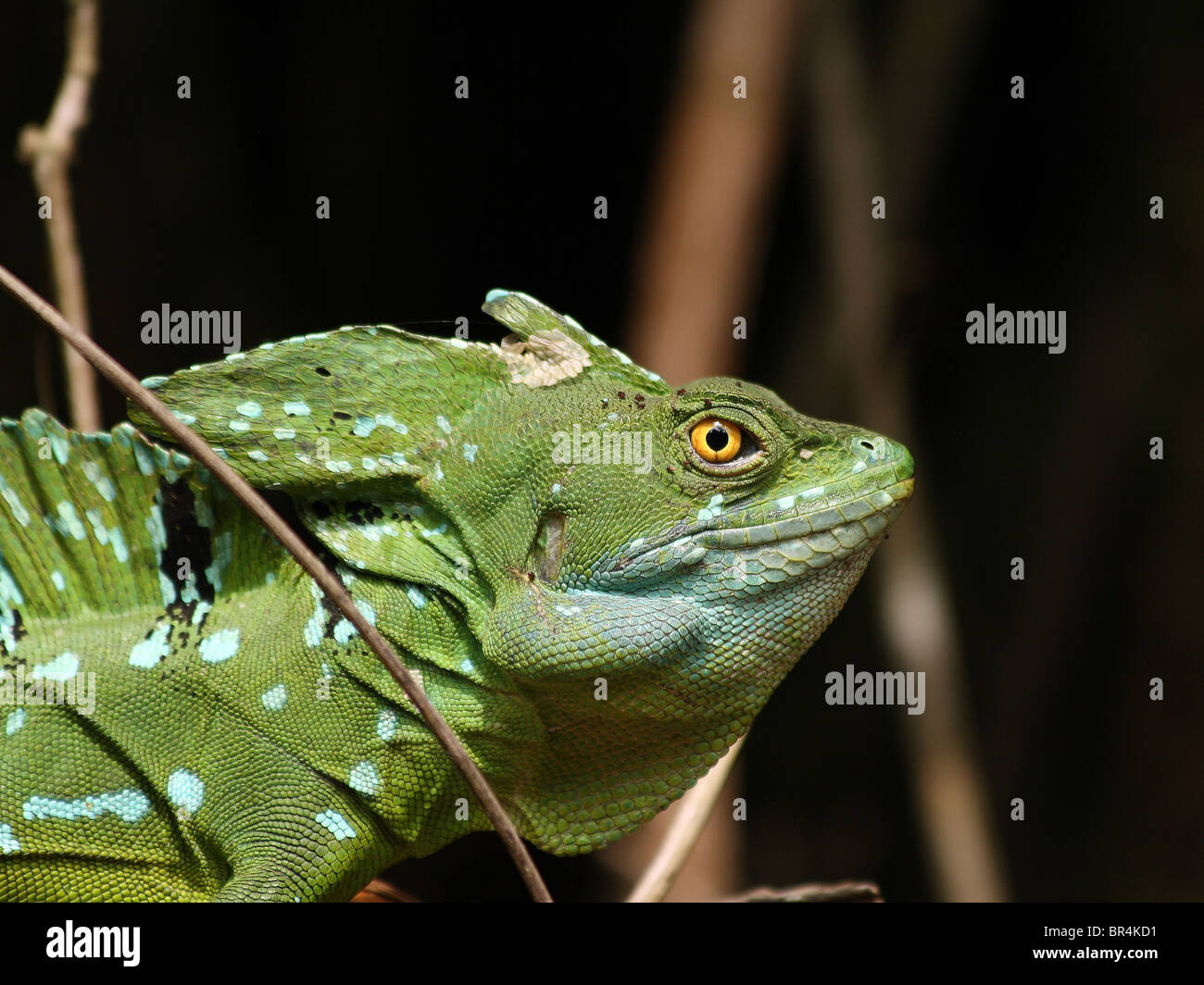 Basilisk (Basiliscus vert mâle), AKA plumifrons Lézard Jésus Christ, dans Tortuguero, Costa Rica Banque D'Images