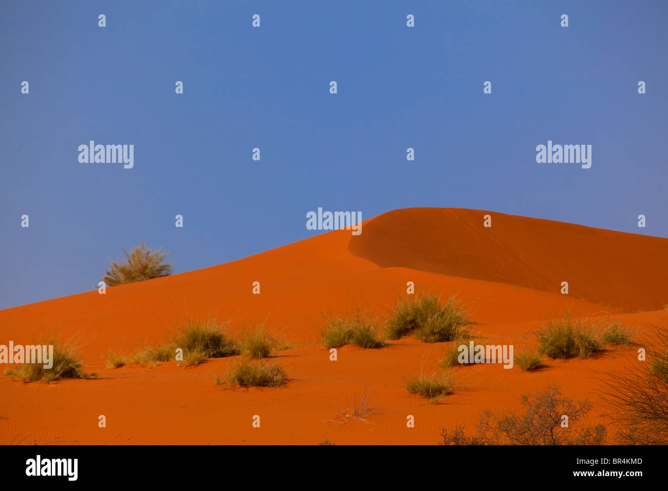 Dunes rouges dans Transfontier Kgalagadi Park, Afrique du Sud Banque D'Images