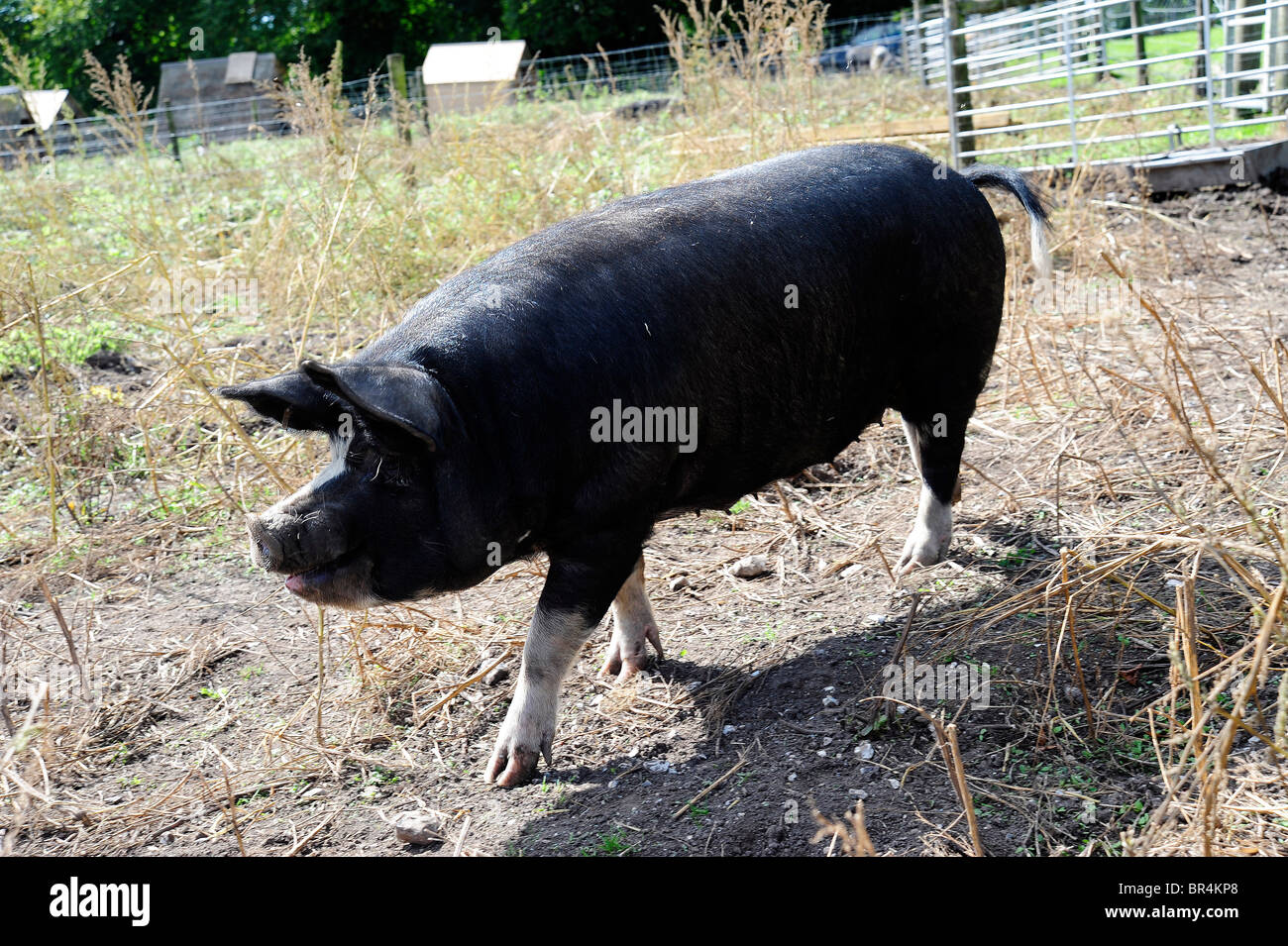 Cochon noir grand Banque D'Images