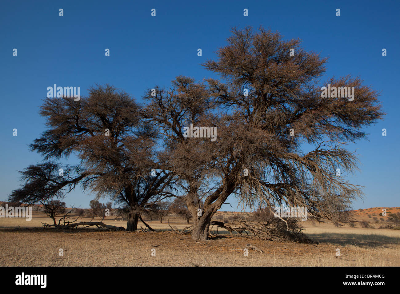 Lit de la rivière Auob, Transfontier Kgalagadi Park, Afrique du Sud Banque D'Images