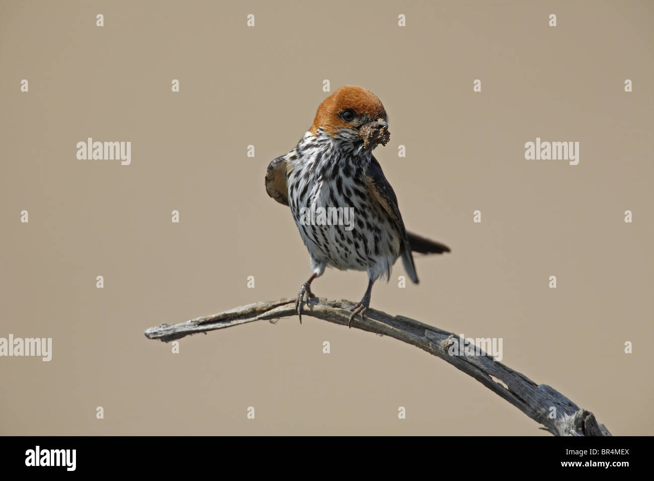 À TÊTE BLANCHE moindre (Cecropis abyssinica) avec de la boue dans le projet de loi pour la construction du nid, Pilanesberg, Afrique du Sud Banque D'Images