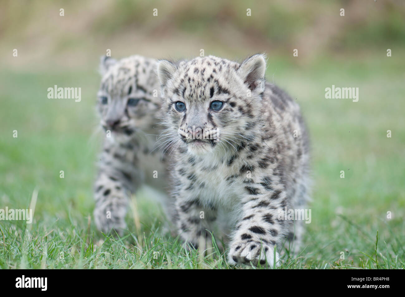 Deux oursons Snow Leopard Banque D'Images
