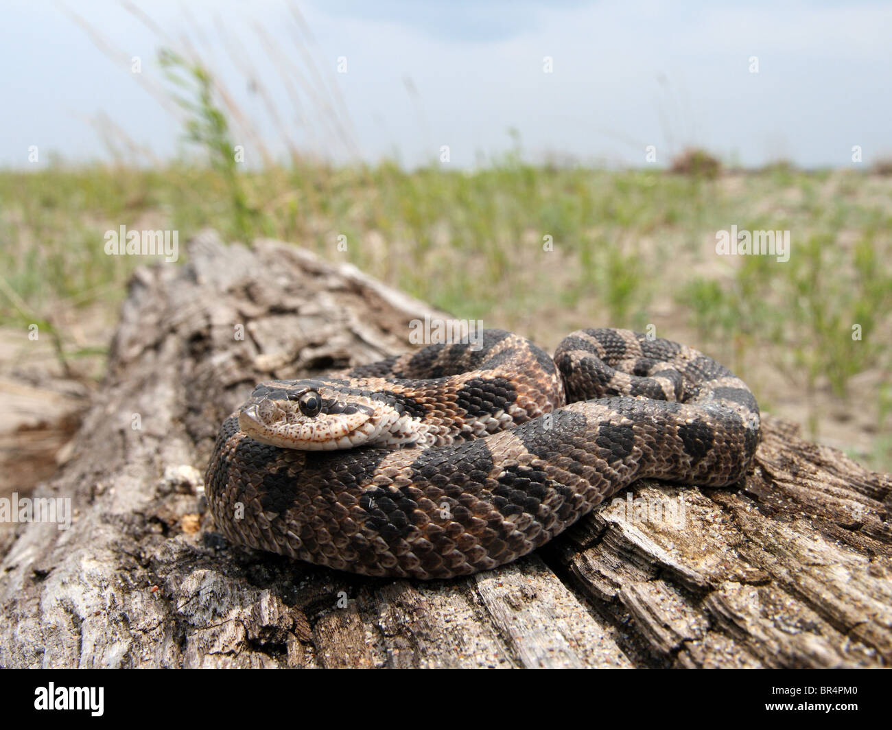 Une Couleuvre à nez plat (Heterodon platyrhinos) reposant sur un log in Ontario, Canada Banque D'Images