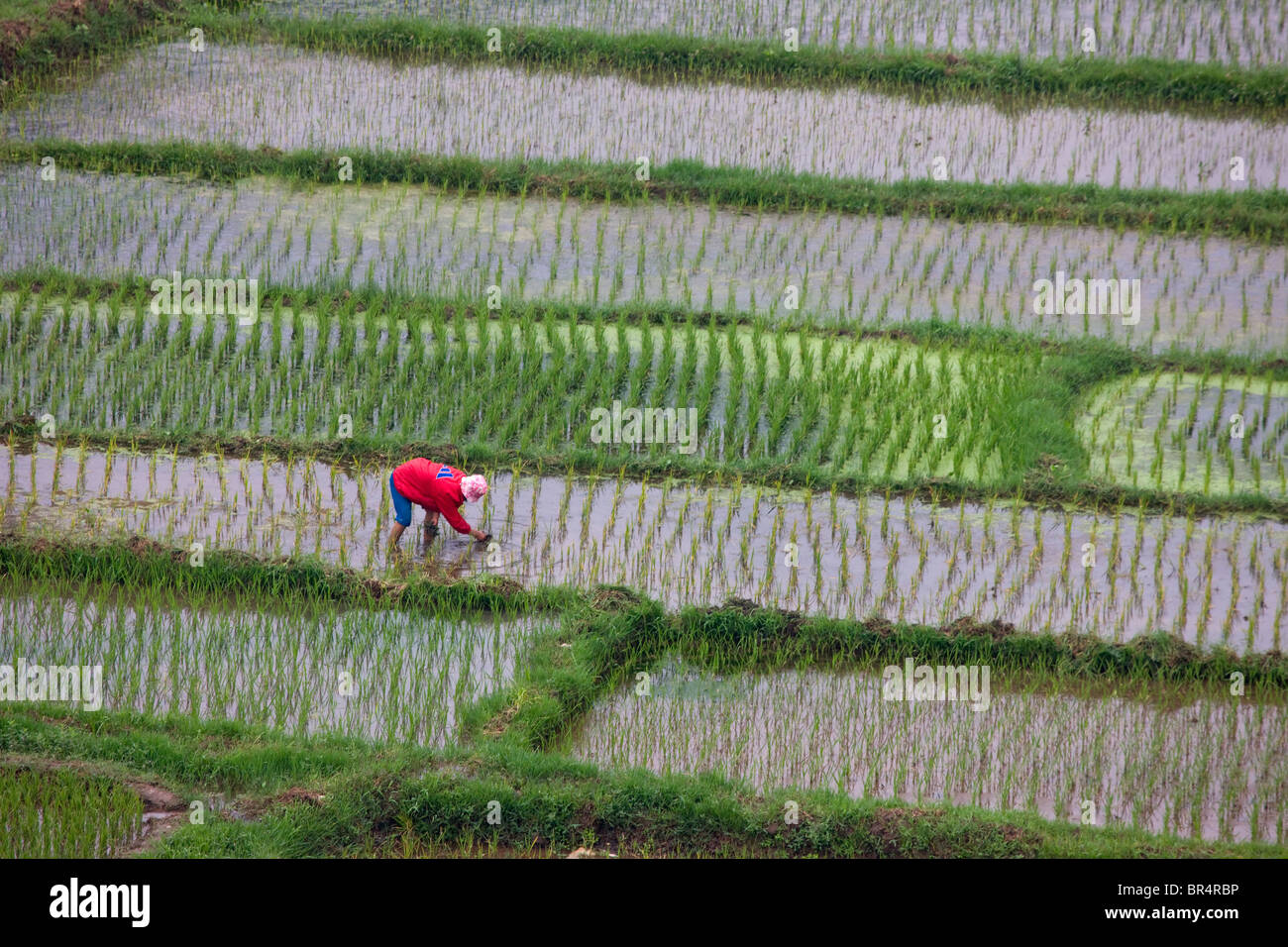 Les semis des agriculteurs des plants de riz dans le riz paddy, le nord du Yunnan, Chine Banque D'Images