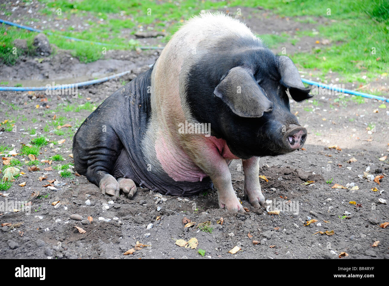 Un point noir dans son cochon pig sty. Banque D'Images Un point noir dans son cochon pig sty. Banque D'Images