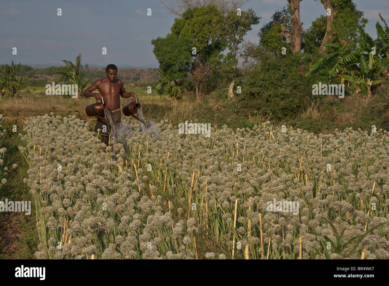 Man watering oignons, Sophia, Région de Madagascar. Banque D'Images