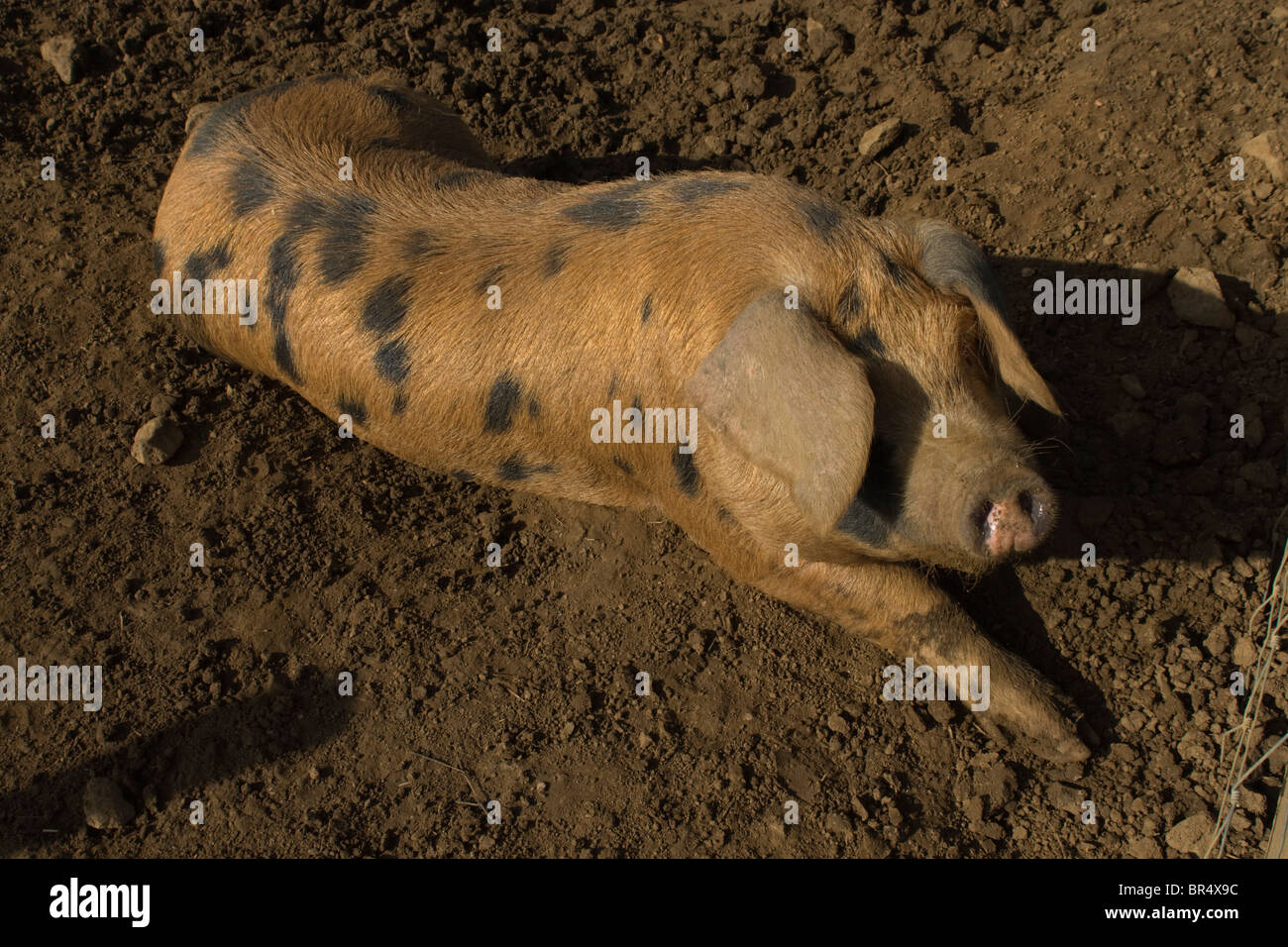 Gloucester vieux Spot Pig Banque D'Images