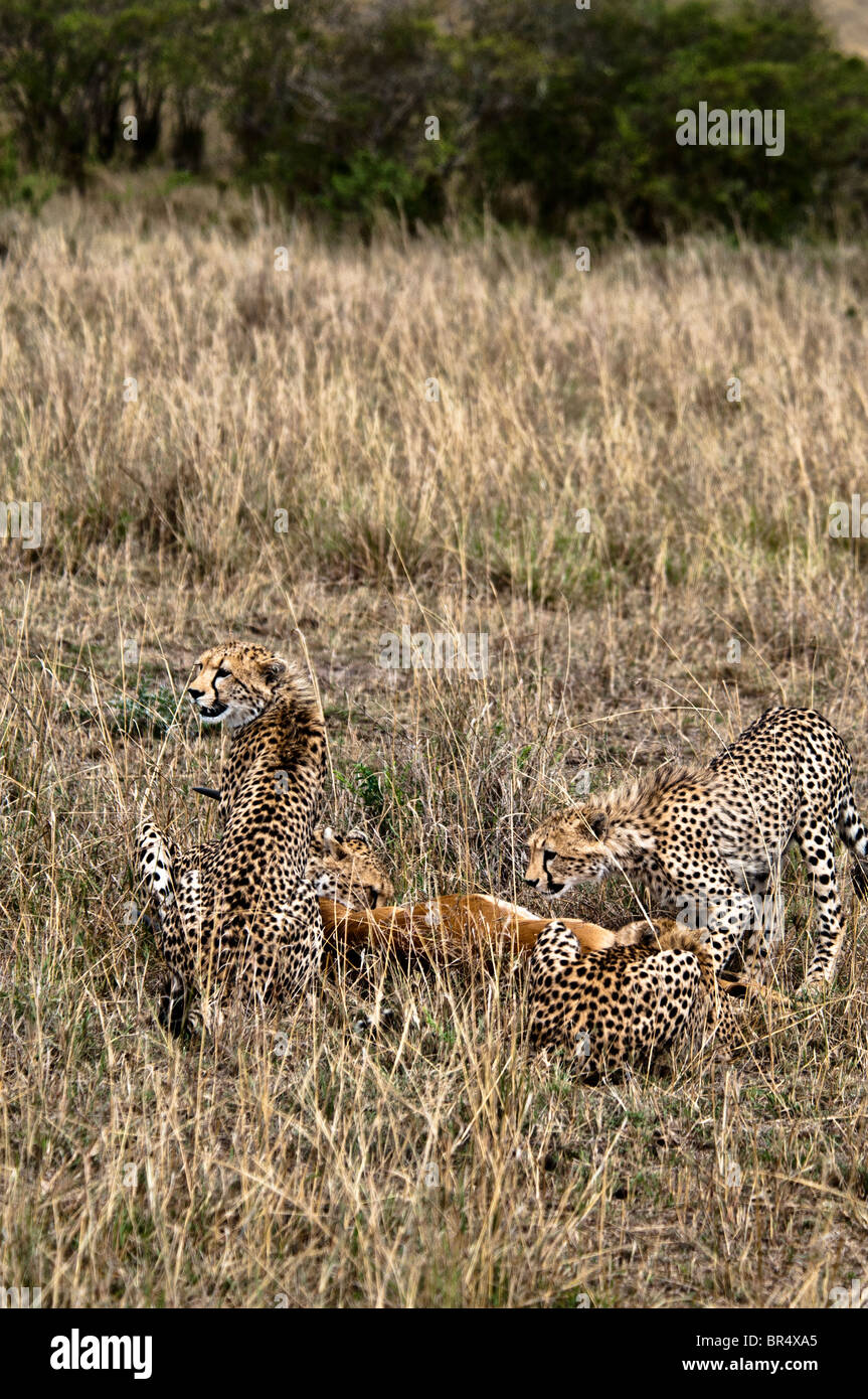 Les jeunes guépards, Acinonyx jubatus, se nourrissant d'un impala, Masai Mara National Reserve, Kenya, Africa Banque D'Images