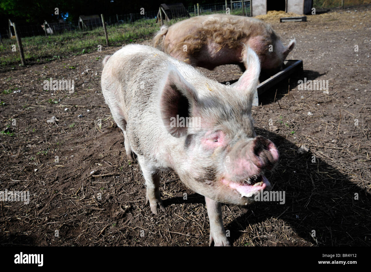 Plus Moche Banque D Image Et Photos Alamy