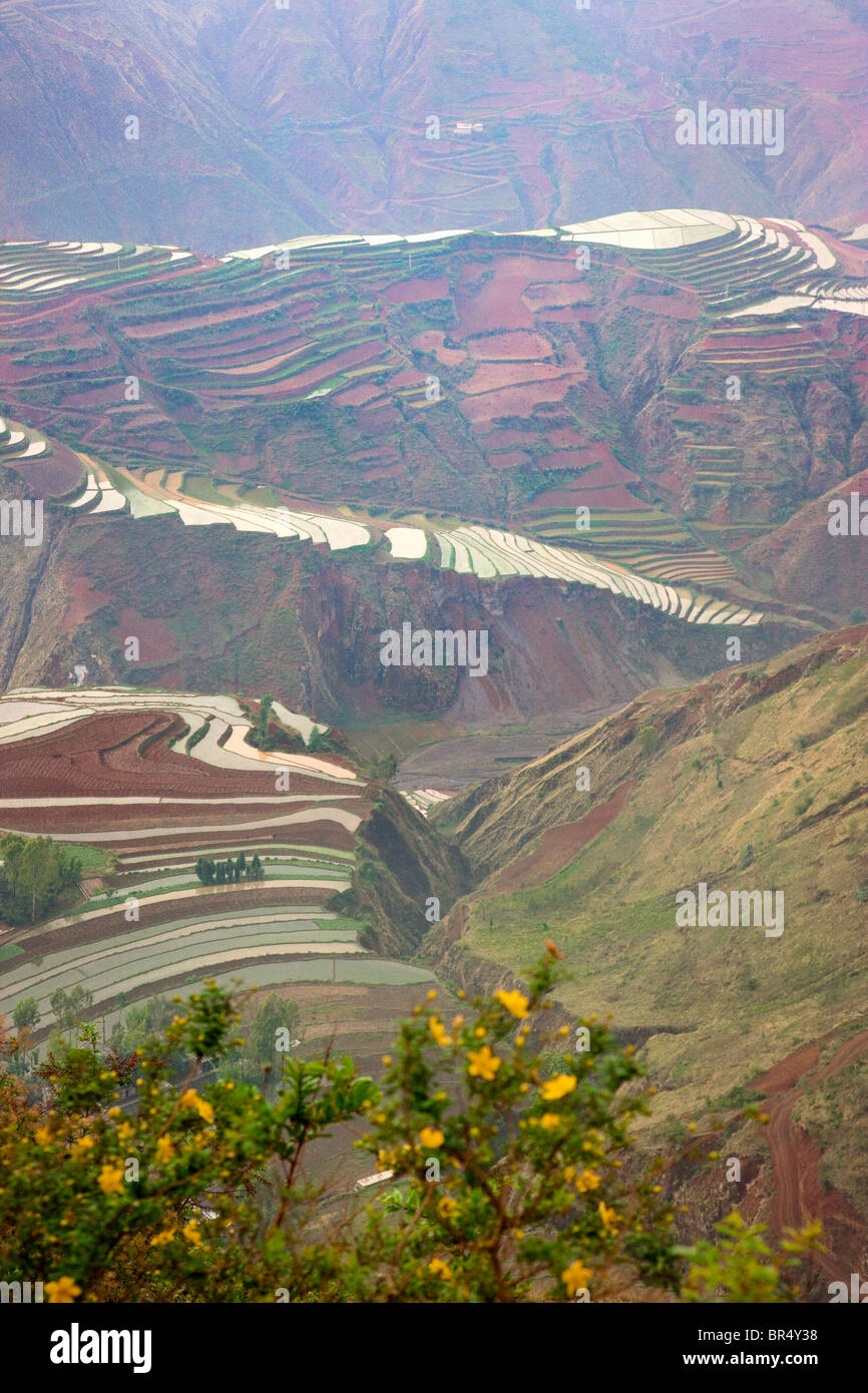 Terre rouge de terres agricoles dans la montagne, Yunnan, Chine Banque D'Images
