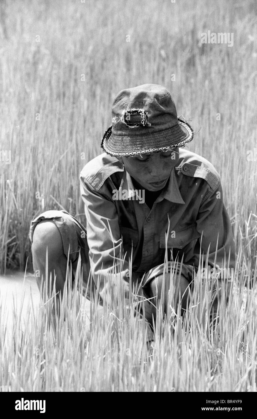 Un homme Riz plantes Vang Vieng Laos. Banque D'Images