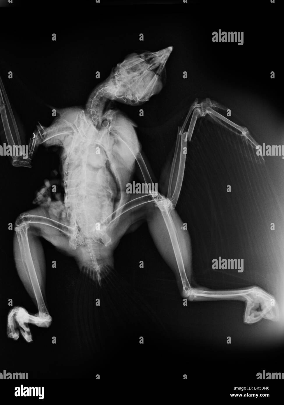 X-ray d'une buse à queue rousse qui a été tué lorsqu'il a été frappé par une voiture Banque D'Images