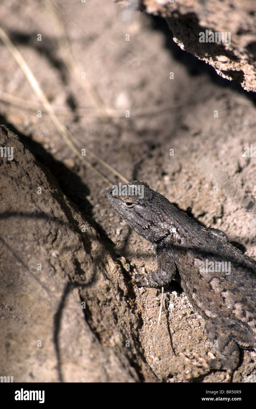 Un Eastern Fence lizard (Sceloporus undulatus) caché dans une petite crevasse, avec sa tête tournée vers la caméra. Banque D'Images