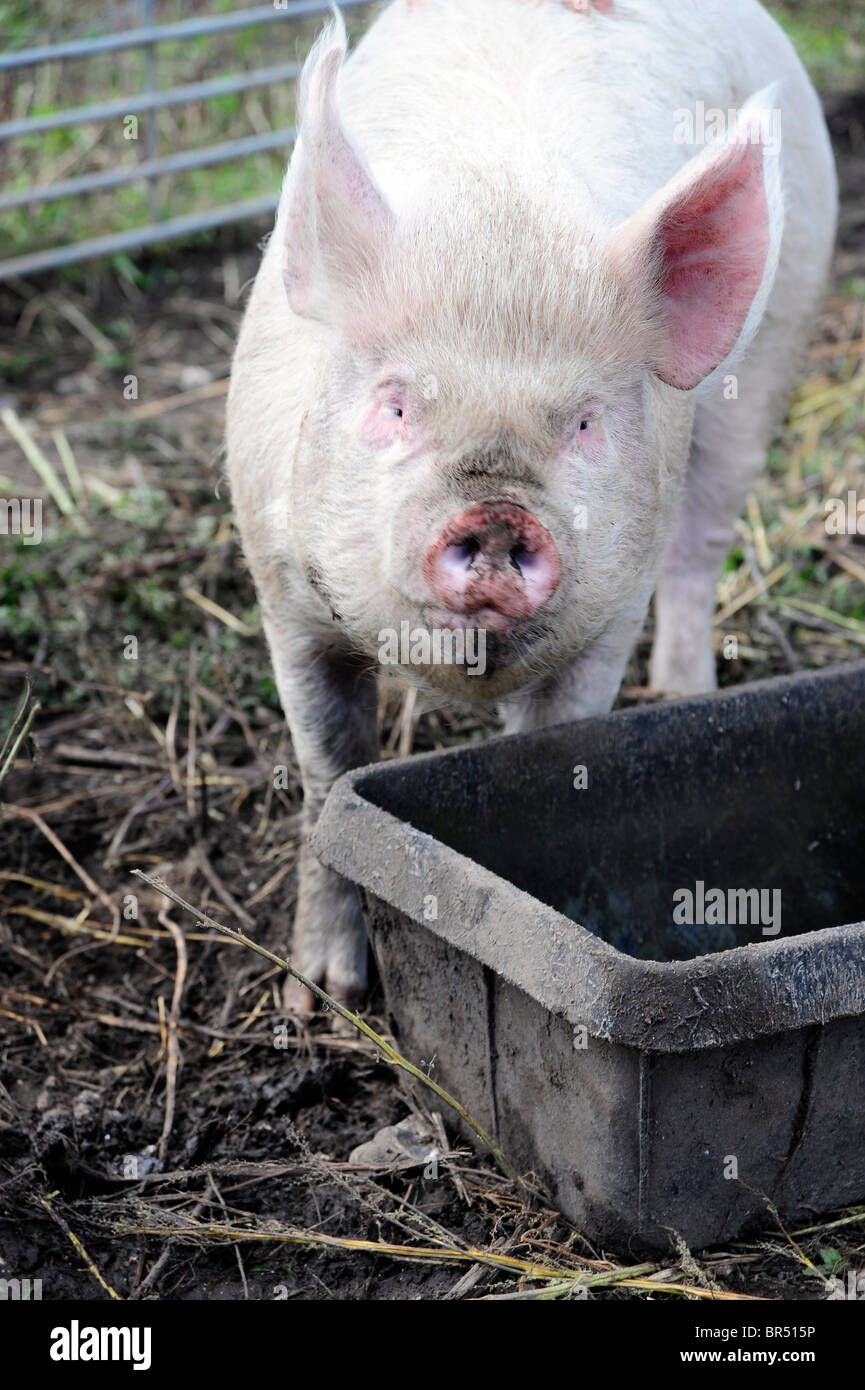 Plus Moche Banque D Image Et Photos Alamy