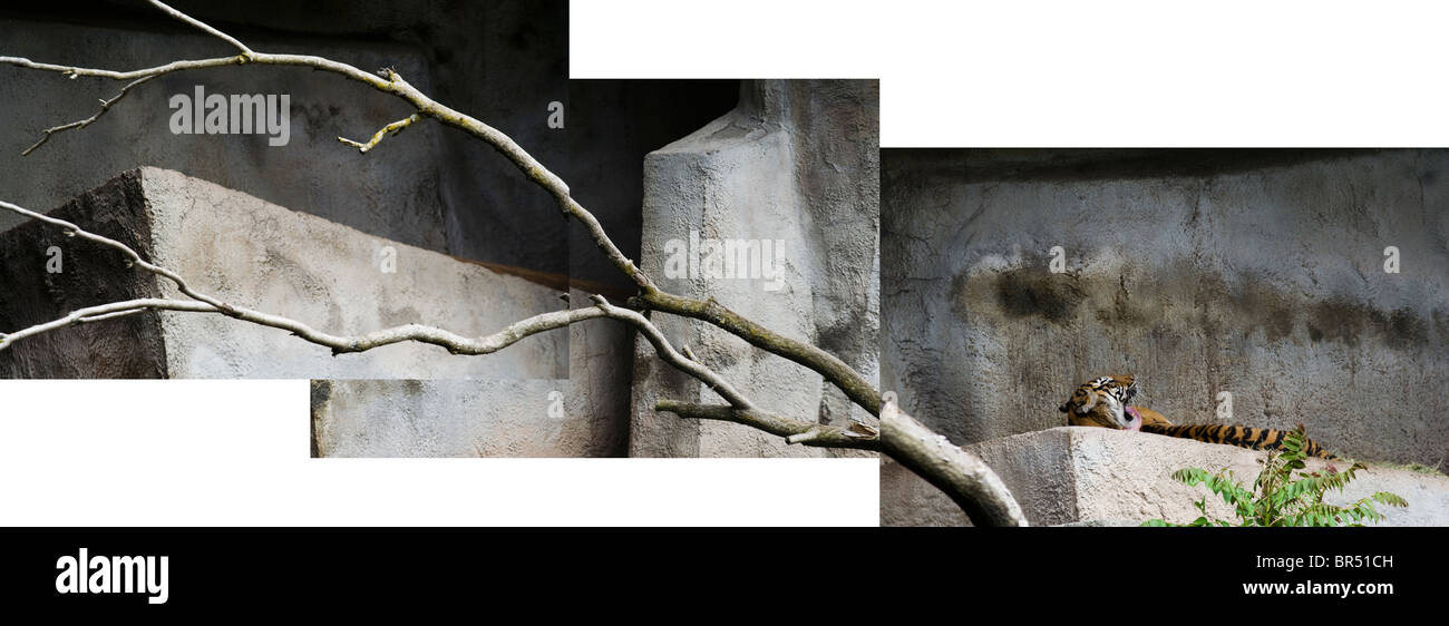 Tigre de Sumatra (Panthera tigris sumatrae) au zoo de Seattle Washington. Banque D'Images