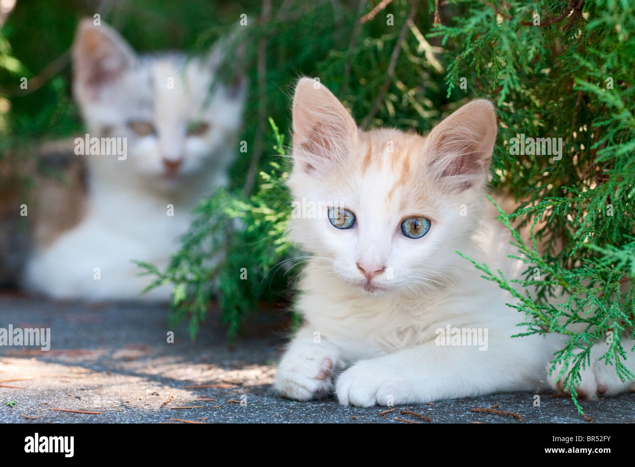 Deux chatons blancs Banque D'Images