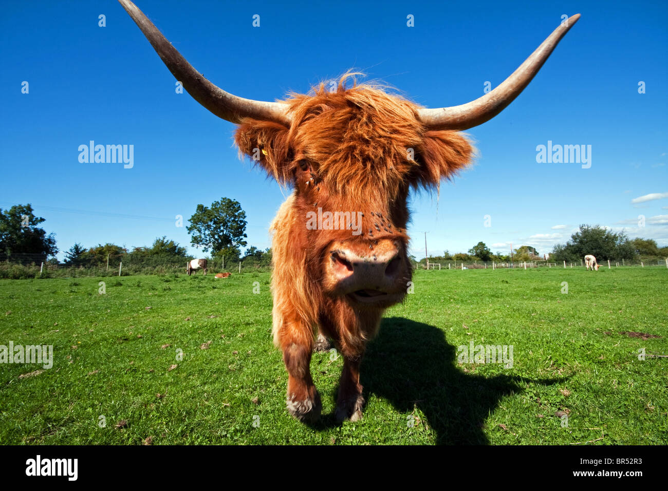 Vache Highland Banque D'Images