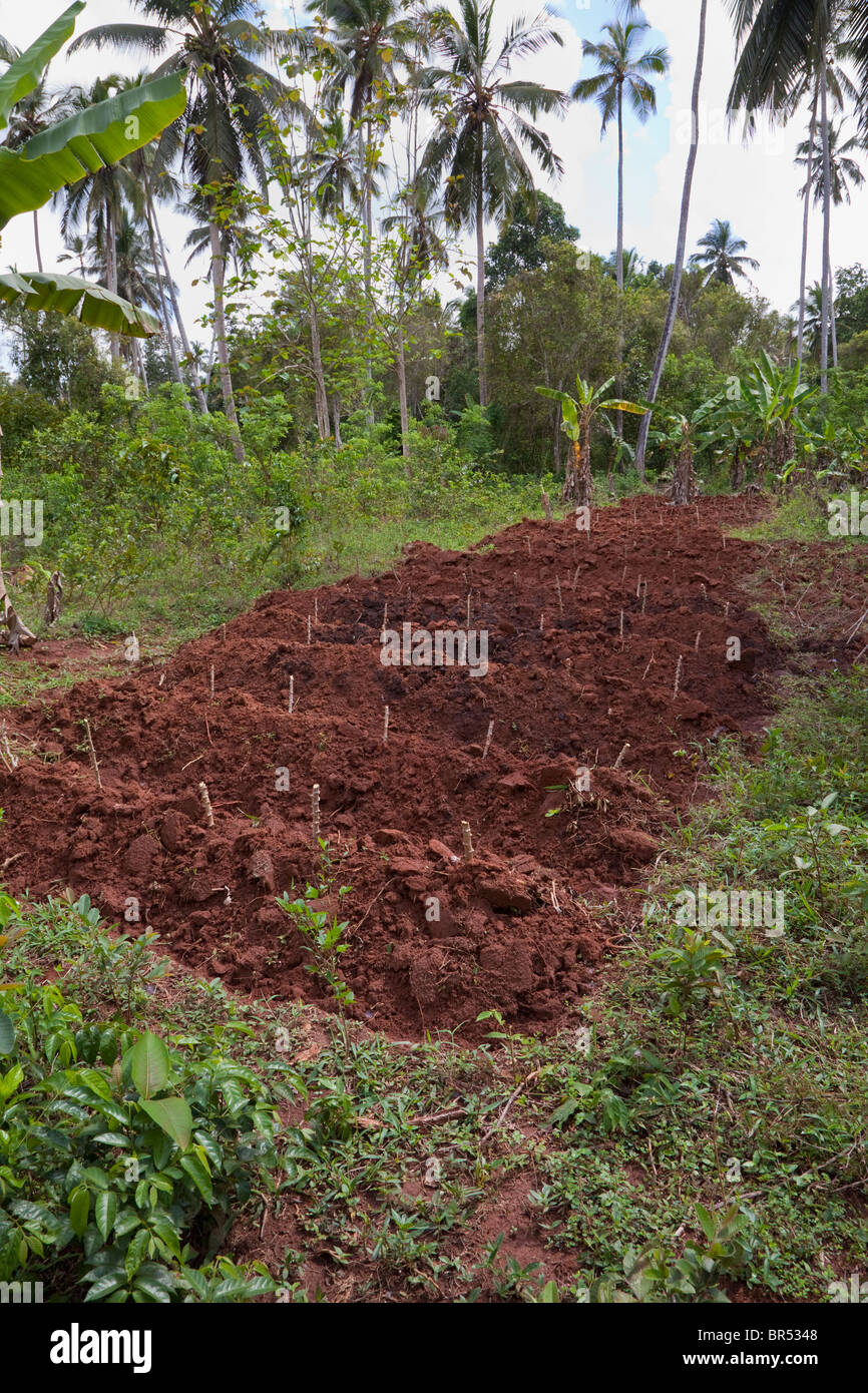 Zanzibar, Tanzanie. Des boutures de manioc dans de nouvelles lignes. Le manioc. Banque D'Images