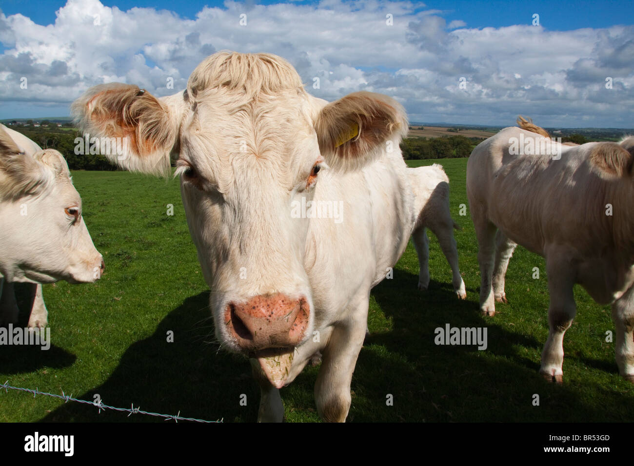 Femelle de traite Vache (Bos taurus) tête blanche face libre. bovin Charolais. Ferme de Pembrokeshire Wales voir 105578 Maison  Banque D'Images