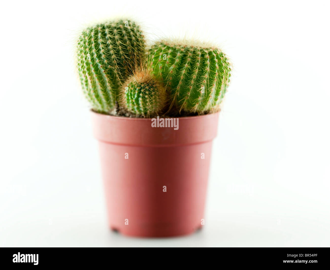 Cactus dans un vase sur un fond blanc avec très peu de profondeur de champ Banque D'Images