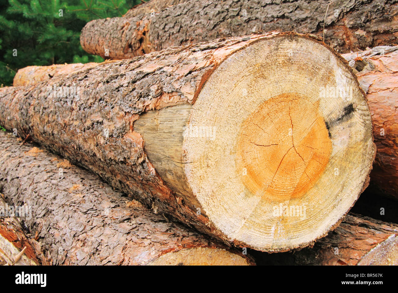 Holzstapel - pile de bois 32 Banque D'Images