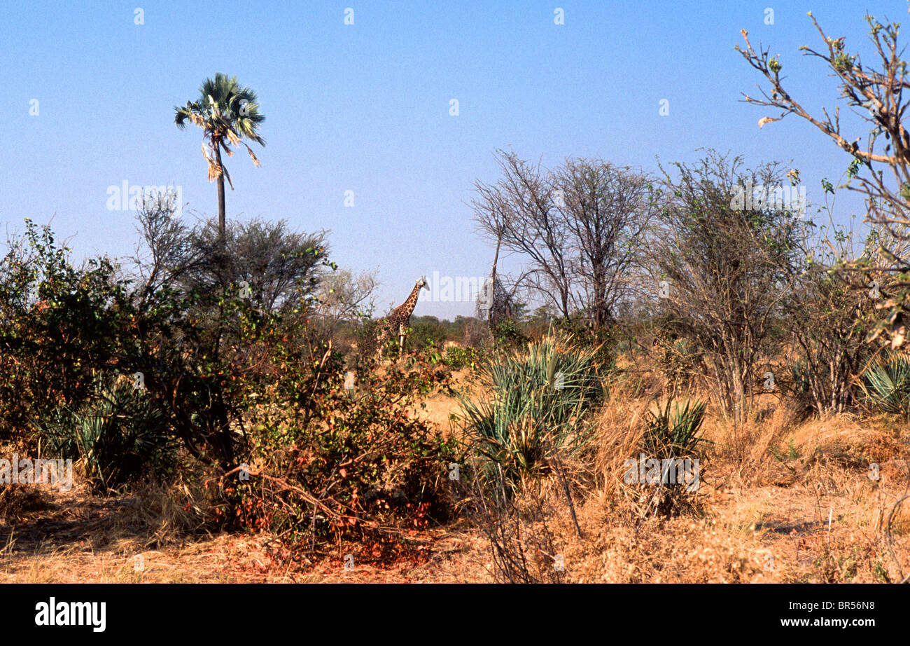 Paysage africain avec girafe, le Botswana. Banque D'Images