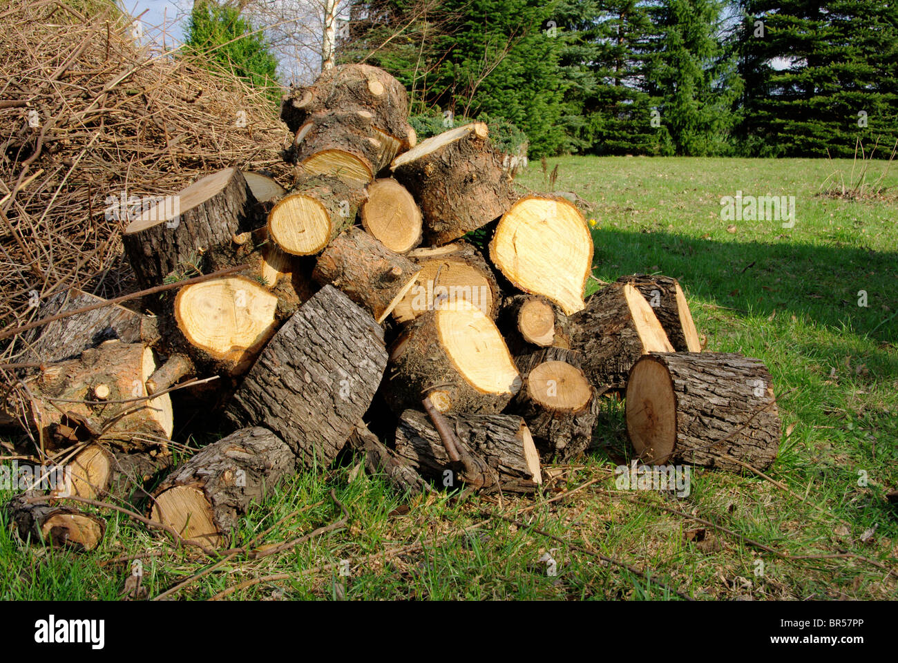 Holzstapel - pile de bois 28 Banque D'Images
