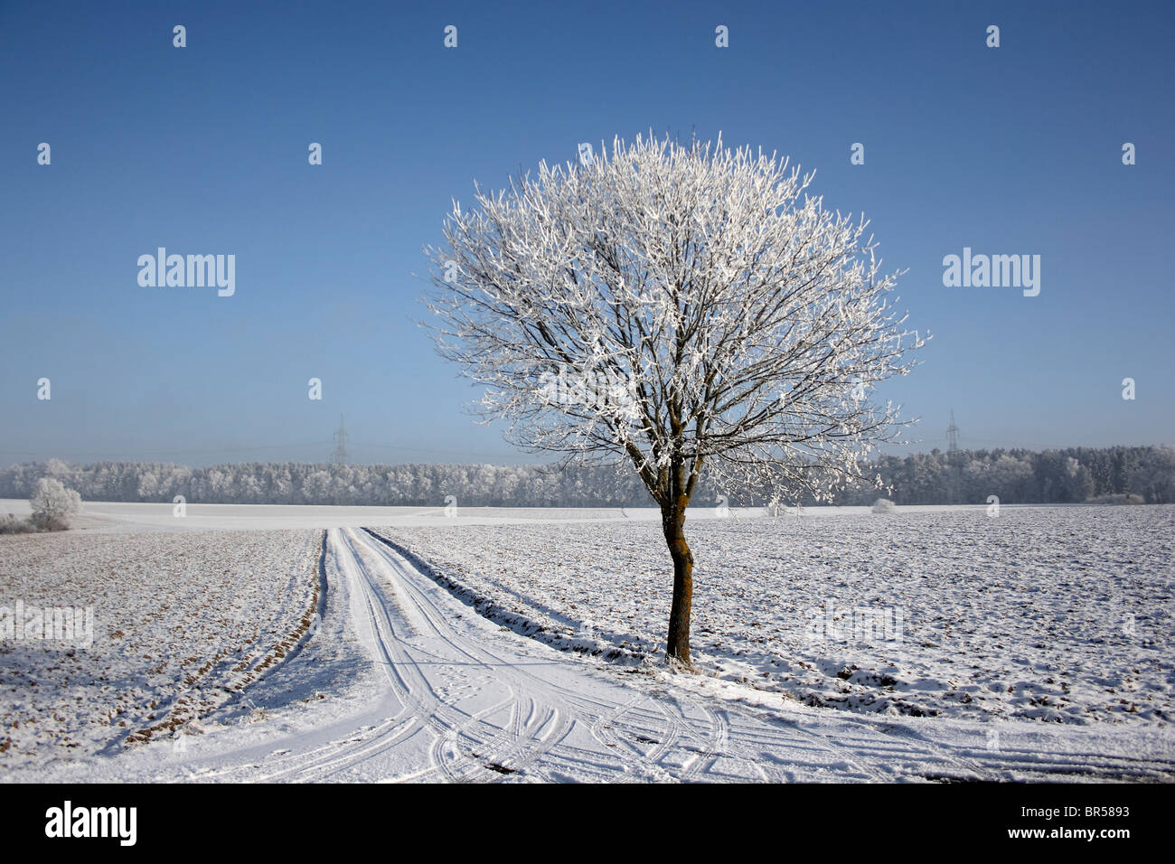 Atmosphériques hivernales photo, seul arbre couvert de givre, paysage hiver Banque D'Images