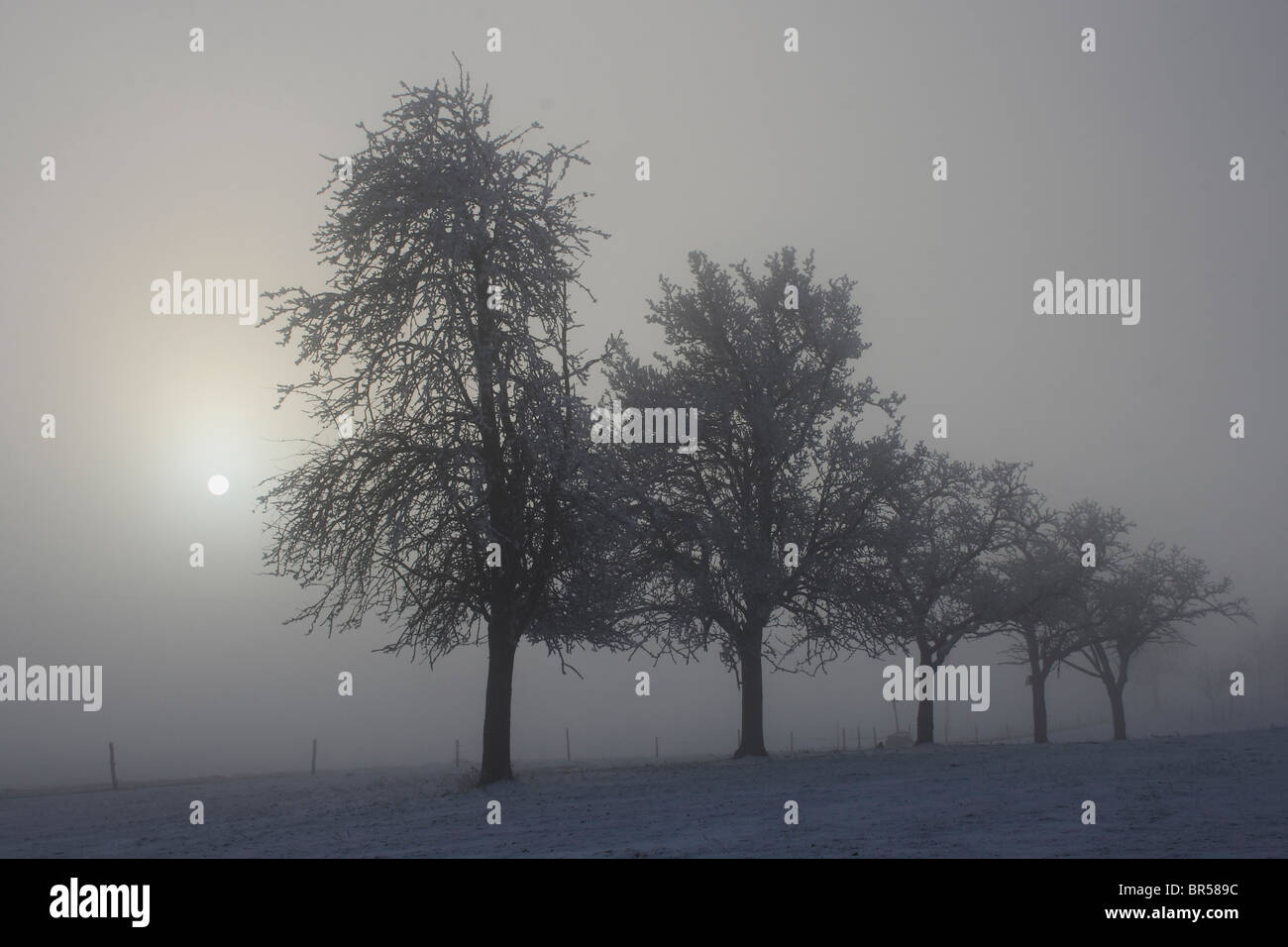 Groupe d'arbres, le soleil et le brouillard Banque D'Images