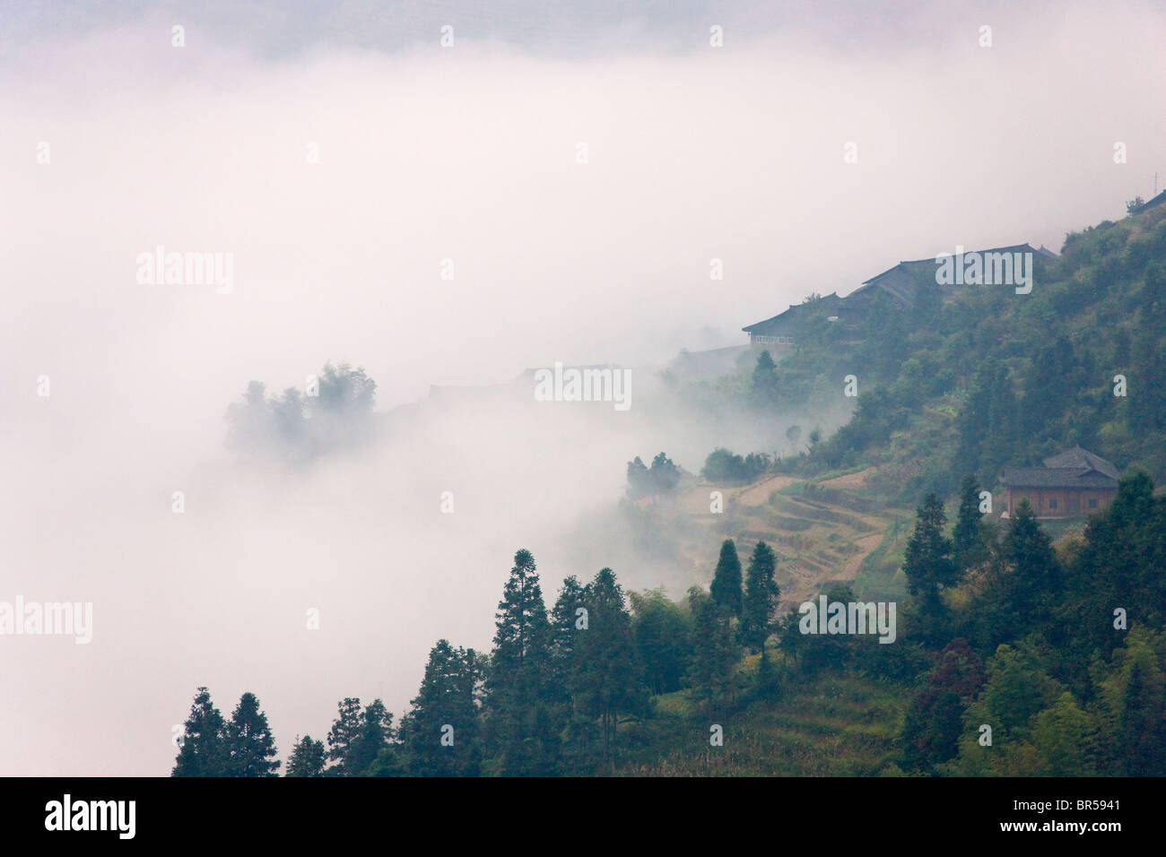 Terrasses de riz dans la montagne dans la brume, Longsheng, Guangxi, Chine Banque D'Images