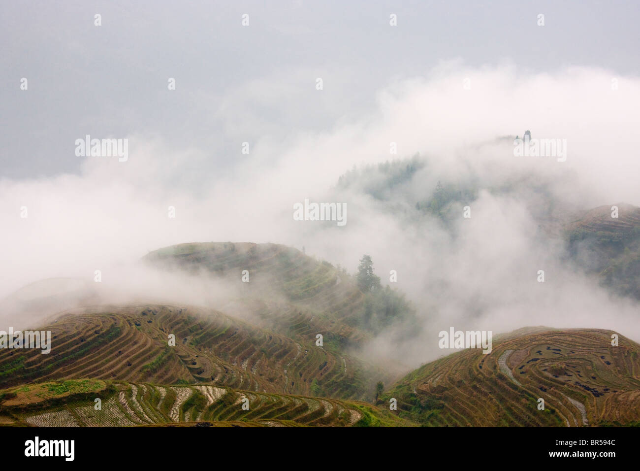Terrasses de riz dans la montagne dans la brume, Longsheng, Guangxi, Chine Banque D'Images